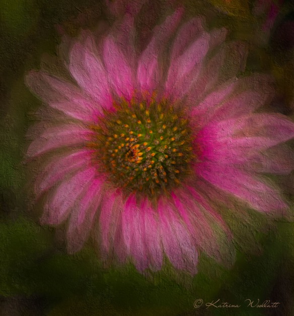 echinacea flower blur & art treatment