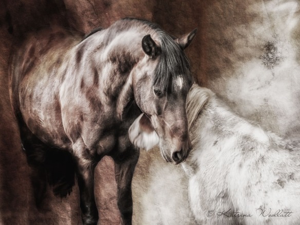 Horse intereacting with pony, dark sepia treatment